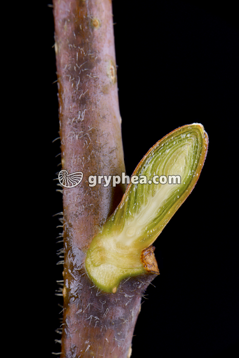 Tilleul - Bourgeon axilaire en CL x2 - gryphea.com